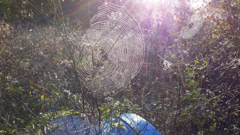 Ragnatele:  probabilmente di  Tetragnathidae